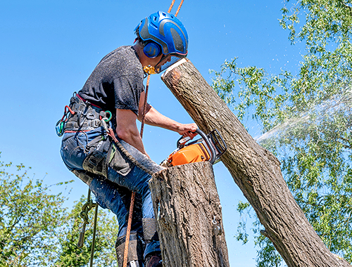 Climber in safety gear cutting down a tree trunk with a chainsaw